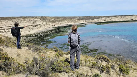 González Roglich, WCS Argentina In subsequent years, researchers have returned to Argentina's Valdés Peninsula to assess the full extent of 2023's bird flu outbreak (Credit: González Roglich, WCS Argentina)